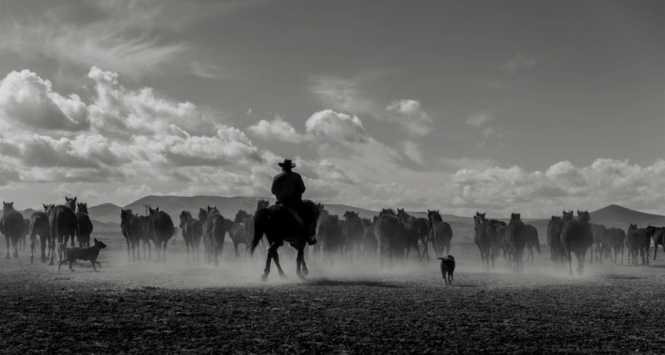 photo of cowboy driving horses through a field on horseback