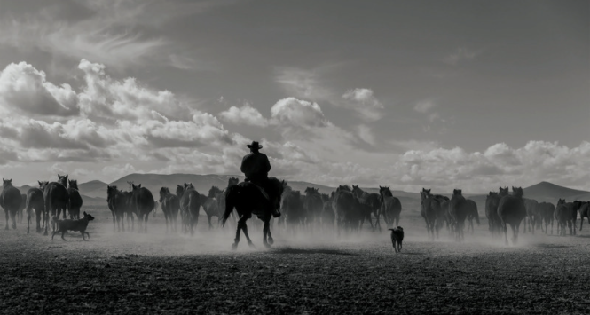 cowboy driving herd through field